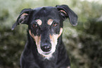 mongrel portrait