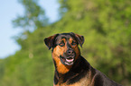 mongrel portrait