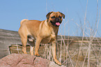 Pug-Pinscher