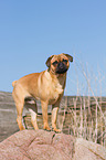 Pug-Pinscher