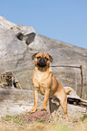 Pug-Pinscher