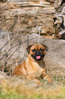 lying Pug-Pinscher