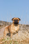 Pug-Pinscher