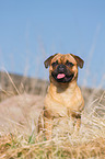 Pug-Pinscher