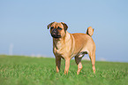 Pug-Pinscher