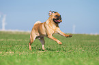 running Pug-Pinscher