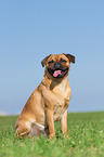 sitting Pug-Pinscher