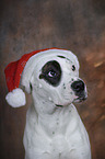 Mongrel Portrait