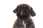 French-Bulldog-Pug-Puppy