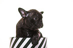 French-Bulldog-Pug-Puppy