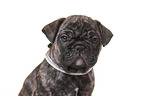 French-Bulldog-Pug-Puppy