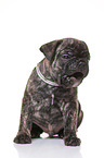 French-Bulldog-Pug-Puppy
