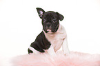 French-Bulldog-Pug-Puppy
