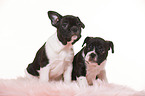 French-Bulldog-Pug-Puppies