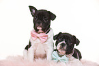 French-Bulldog-Pug-Puppies