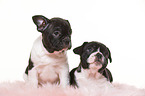 French-Bulldog-Pug-Puppies