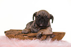 French-Bulldog-Pug-Puppy