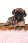 French-Bulldog-Pug-Puppy