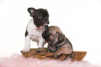 French-Bulldog-Pug-Puppies