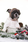 French-Bulldog-Pug-Puppy