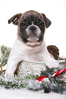 French-Bulldog-Pug-Puppy