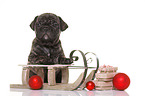 French-Bulldog-Pug-Puppy