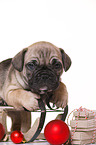 French-Bulldog-Pug-Puppy