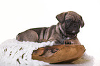 French-Bulldog-Pug-Puppy