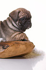 French-Bulldog-Pug-Puppy
