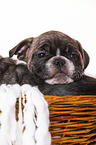 French-Bulldog-Pug-Puppy