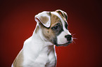 Mongrel Puppy Portrait