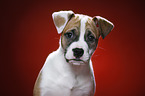 Mongrel Puppy Portrait