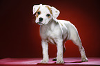 standing Puppy