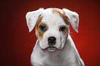 Mongrel Puppy Portrait