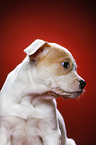 Mongrel Puppy Portrait