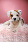 8 weeks old puppy