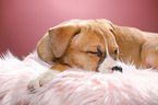 sleeping puppy