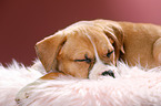 sleeping puppy
