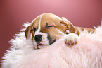 sleeping puppy