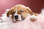 sleeping puppy