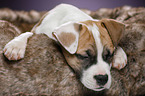 sleeping puppy