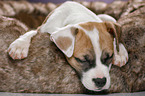 sleeping puppy