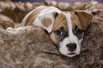 8 weeks old puppy