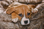8 weeks old puppy