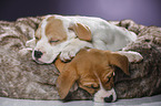 sleeping puppies