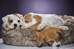 sleeping puppies