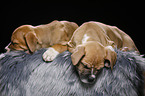 sleeping puppies