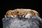 sleeping puppies