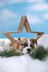 sleeping puppy