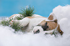 sleeping puppy